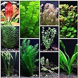 10 Species Live Aquarium Plants Package - Anacharis, Swords, Vallisneria and More! Photo, bestseller 2024-2023 new, best price $31.98 ($3.20 / Count) review