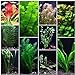 Photo 10 Species Live Aquarium Plants Package - Anacharis, Swords, Vallisneria and More! new bestseller 2024-2023