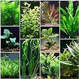 Florida 10 Species Live Aquarium Plants Bundle Photo, bestseller 2024-2023 new, best price $31.98 review