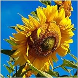Seed Needs, 300 Large Mammoth Grey Stripe Sunflower Seeds For Planting (Helianthus annuus) These Sun Flowers are Perfect for the Garden, Attracts Birds, Bees and Butterflies! BULK Photo, bestseller 2024-2023 new, best price $8.99 ($8.99 / Count) review