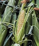 Burpee Ambrosia Sweet Corn Seeds 200 seeds Photo, bestseller 2024-2023 new, best price $6.70 ($0.03 / Count) review
