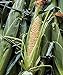 Photo Burpee Ambrosia Sweet Corn Seeds 200 seeds new bestseller 2024-2023