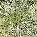 Photo Outsidepride Carex Comans Frosted Curls Ornamental Grass Seed - 200 Seeds new bestseller 2024-2023
