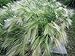 Photo Ornamental Grass,Hordeum jubatum ,Squirrel-tail Grass,Foxtail Barley 500 Seeds new bestseller 2024-2023