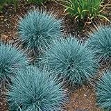 50+ Blue Fescue Ornamental Grass/Perennial Festuca/Drought Tolerant/Sun or Shade Photo, bestseller 2024-2023 new, best price $7.00 review