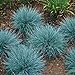 Photo 50+ Blue Fescue Ornamental Grass/Perennial Festuca/Drought Tolerant/Sun or Shade new bestseller 2024-2023