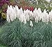 Photo Giant White Pampas Grass Seeds - 500 Seeds - Ships from Iowa, Made in USA - Ornamental Landscape Grass or Privacy Plant new bestseller 2024-2023