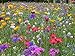 Foto Blumenwiese mit 65 Wildkräuterarten, fünfjährige Bienenweide, insektenfreundliche Blühwiese, wilde mehrjährige winterharte Samenmischung für Bienen Hummeln und Schmetterlinge, Blumenwiesen (20qm) neu Bestseller 2024-2023