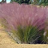 Outsidepride Pink Muhly Ornamental Grass Plant Seeds - 50 Seeds Photo, bestseller 2024-2023 new, best price $6.49 review