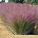 Photo Outsidepride Pink Muhly Ornamental Grass Plant Seeds - 50 Seeds new bestseller 2024-2023