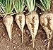 Foto 300 semillas de remolachas azucareras blanco dulce de la remolacha no-GMO raíz vegetal o semillas de cultivos forrajeros nuevo éxito de ventas 2024-2023