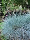 Perennial Farm Marketplace Festuca g. 'Elijah Blue' (Fescue) Ornamental Grass, Size-#1 Container, Bluish Gray Foliage Photo, bestseller 2024-2023 new, best price $14.95 review