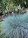 Photo Perennial Farm Marketplace Festuca g. 'Elijah Blue' (Fescue) Ornamental Grass, Size-#1 Container, Bluish Gray Foliage new bestseller 2024-2023