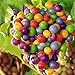 Foto TENGGO Egrow 50 Teile/Paket Traubenkernen Regenbogen Colorful Garten Obst Pflanzen Süße Kyoho Traubenkerne neu Bestseller 2024-2023