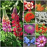 Seed Needs, Bird and Butterfly Wildflower Mixture (99% Pure Live Seed) Bulk Package of 30,000 Seeds Photo, bestseller 2024-2023 new, best price $11.99 ($0.00 / Count) review