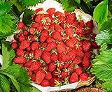 CEMEHA SEEDS - Alpine Strawberry Regina Everbearing Berries Indoor Non GMO Fruits for Planting Photo, bestseller 2024-2023 new, best price $8.95 ($0.30 / Count) review