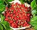 Photo CEMEHA SEEDS - Alpine Strawberry Regina Everbearing Berries Indoor Non GMO Fruits for Planting new bestseller 2024-2023
