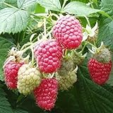 2 Joan J Raspberry Plants-Everbearing, Thornless (2 Lrg 2 Yrs Bare root Canes) Photo, bestseller 2024-2023 new, best price $29.95 review