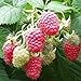 Photo 5 Joan J Raspberry Plants-Everbearing, Thornless (5 Lrg 2 Yrs Bare Root Canes) new bestseller 2024-2023