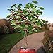 Photo 10 Seeds Dwarf Cherry Tree Self-Fertile Fruit Tree Indoor/Outdoor new bestseller 2024-2023