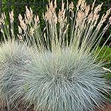 Outsidepride Blue Fescue Ornamental Grass Seed - 5000 Seeds Photo, bestseller 2024-2023 new, best price $6.49 ($0.00 / Count) review
