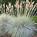 Photo Outsidepride Blue Fescue Ornamental Grass Seed - 5000 Seeds new bestseller 2024-2023