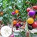 Foto Semillas de tomate raras, 100 piezas / bolsa Semillas Ensaladas de frutas tolerantes a la sequía Semillas de jardín frescas no transgénicas para jardín nuevo éxito de ventas 2024-2023