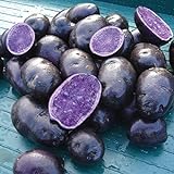 Simply Seed - Purple Majesty - Naturally Grown Seed Potatoes - 5 LB- Ready for Spring Planting Photo, bestseller 2024-2023 new, best price $14.99 ($0.19 / Ounce) review