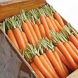 David's Garden Seeds Carrot Napoli 1122 (Orange) 200 Non-GMO, Hybrid Seeds Photo, bestseller 2024-2023 new, best price $3.95 review
