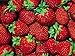 Photo Fort Laramie Everbearing Strawberry 25 Bare Root Plants - Hardiest Everbearer new bestseller 2024-2023