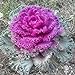 Photo Seeds4planting - Seeds Flowering Kale Fringed Ornamental Cabbage Mix new bestseller 2024-2023