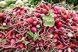 White, Pink, and Red 30-Day Radish Seed Mix – Traditional Crisp Spring Radish Varieties – Heirloom Seeds | Liliana's Garden | Photo, bestseller 2024-2023 new, best price $5.95 review