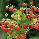 Alpine Strawberry Baron Solemacher Samen - Wald-Erdbeere Foto, Bestseller 2024-2023 neu, bester Preis 9,89 € Rezension