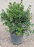 Dwarf Burford Holly (2.4 Gallon) Compact Evergreen Shrub with Glossy Green Foliage - Full Sun Live Outdoor Plant… Photo, bestseller 2024-2023 new, best price $45.47 review