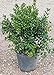Photo Dwarf Burford Holly (2.4 Gallon) Compact Evergreen Shrub with Glossy Green Foliage - Full Sun Live Outdoor Plant… new bestseller 2024-2023