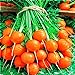 Photo Seeds4planting - Seeds Sweet Carrot Paris Market Round Red Heirloom Vegetable Non GMO new bestseller 2024-2023