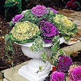 30 Ornamental Cabbage Seeds - Colorful and Exotic Decoration Plants Photo, bestseller 2024-2023 new, best price $8.98 ($0.30 / Count) review