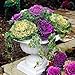 Photo 30 Ornamental Cabbage Seeds - Colorful and Exotic Decoration Plants new bestseller 2024-2023