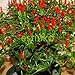 Foto 50pcs / lot de la herencia Semillas Thai Sun del pimiento picante de chile Capsicum annuum ornamental Bonsai Plant Mini Hot Pepper Seeds nuevo éxito de ventas 2024-2023