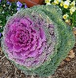 CEMEHA SEEDS - Flowering Kale Fringed Mix Ornamental Cabbage Non GMO Vegetable for Planting Photo, bestseller 2024-2023 new, best price $6.95 ($0.07 / Count) review