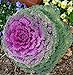 Photo CEMEHA SEEDS - Flowering Kale Fringed Mix Ornamental Cabbage Non GMO Vegetable for Planting new bestseller 2024-2023