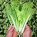 Photo MOCCUROD 200+Pak Choi Seeds Green Stem Cabbage Bok Choy Four Season Vegetable new bestseller 2024-2023