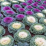 Outsidepride Ornamental Cabbage - 1000 Seeds Photo, bestseller 2024-2023 new, best price $6.49 review