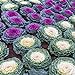 Photo Outsidepride Ornamental Cabbage - 1000 Seeds new bestseller 2024-2023