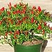 Foto N.E.W Hot Heirloom 50/Lot Thai Sun Hot Pfeffer Capsicum Pfeffer Ornament Chili Samen Bonsai Pflanze Mini Hot Pepper Samen neu Bestseller 2024-2023
