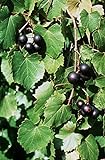 5 Samen von Vitis rotundifolia PURPLE Muscadine Traubenkernen Foto, Bestseller 2024-2023 neu, bester Preis 14,99 € Rezension