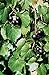 Foto 5 Samen von Vitis rotundifolia PURPLE Muscadine Traubenkernen neu Bestseller 2024-2023