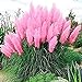 Photo Pink Pampas Grass Seeds - 100 Seeds - Ornamental Grass for Landscaping or Decoration - Made in USA new bestseller 2024-2023