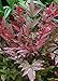 Photo Southern Living Plant Collection Obsession Nandina (2.5 Quart) Multicolor Evergreen Shrub with Brilliant Red New Foliage - Full Sun to Part Shade Live Outdoor Plant new bestseller 2024-2023