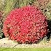 Photo Pixies Gardens Burning Bush Plant Live Shrub | Blue-Green Colored Leaves | Summer Turns Into Fiery Red Autumn Landscape (1 Gallon Bare-Root) new bestseller 2024-2023